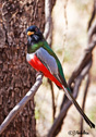 Trogon elegans